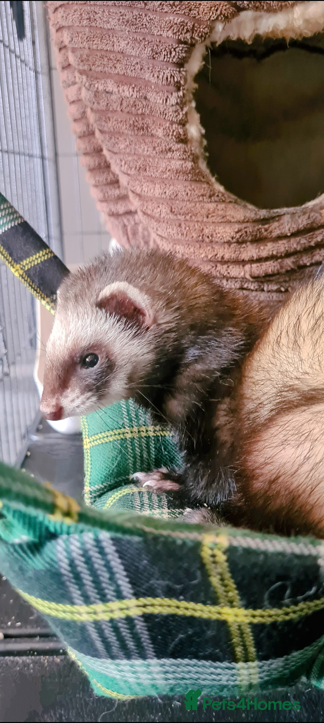 Ferret rodents for sale: Ferret Jill For Re-Home  - Advert 6