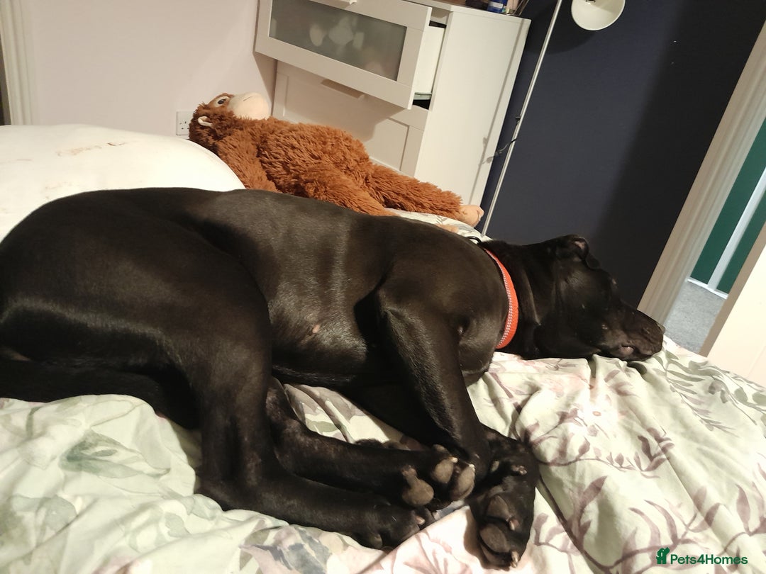 Mixed Breed dogs for sale: Cane Corso/Staffie x Shar Pei - Advert 2