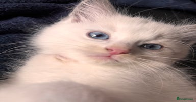 Ragdoll cats for sale - Advert 5