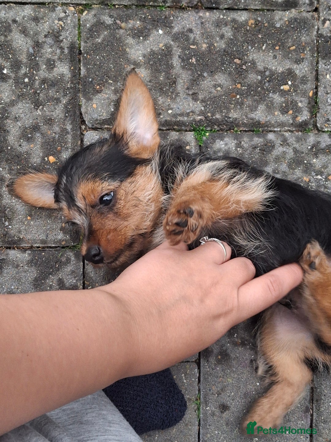 Mixed Breed dogs for sale: One healthy Dorkie ready to go  - Image 13