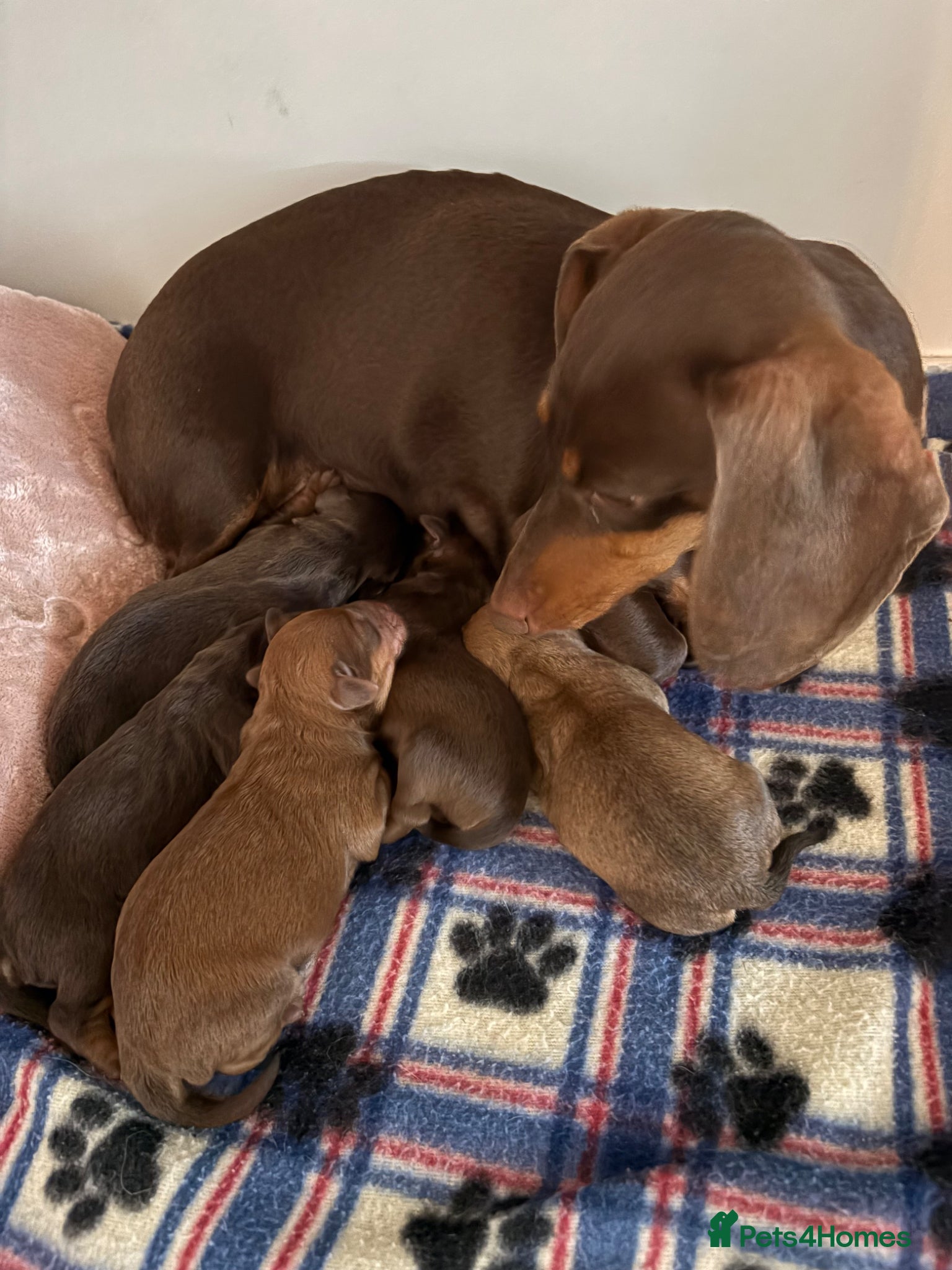 Mixed Breed dogs Schweenie pups ready 13th July 4 girls 1 boy  - Advert 1