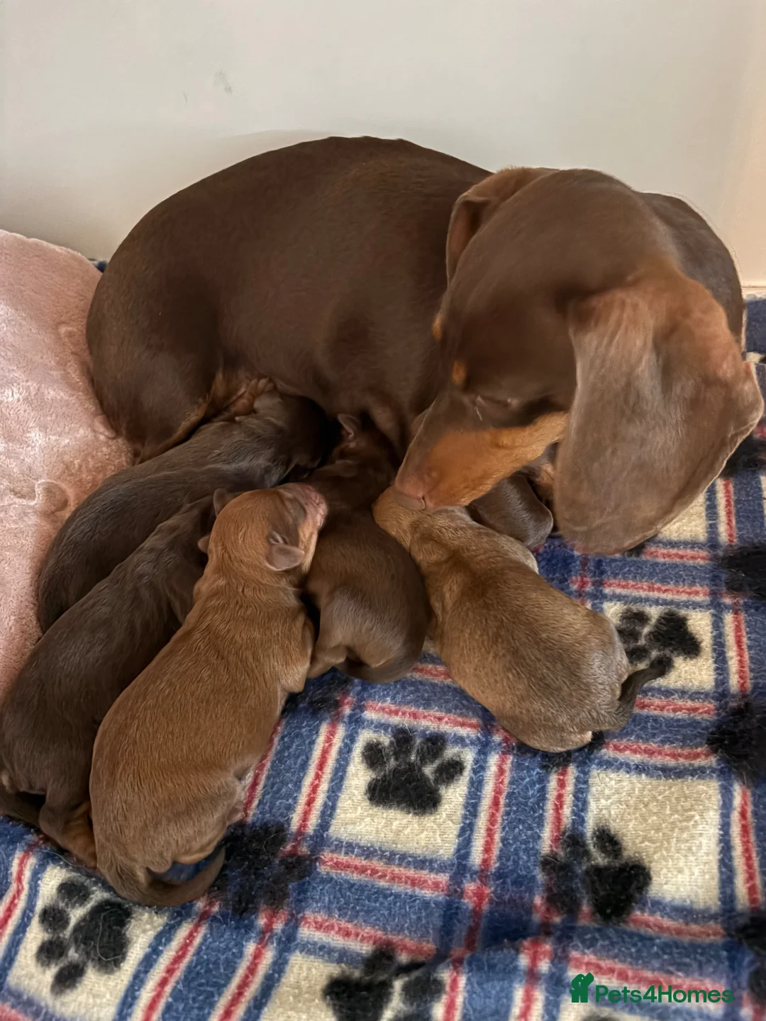 Mixed Breed dogs for sale: Schweenie pups ready 13th July 4 girls 1 boy  in Westcliff-on-Sea - Advert 1