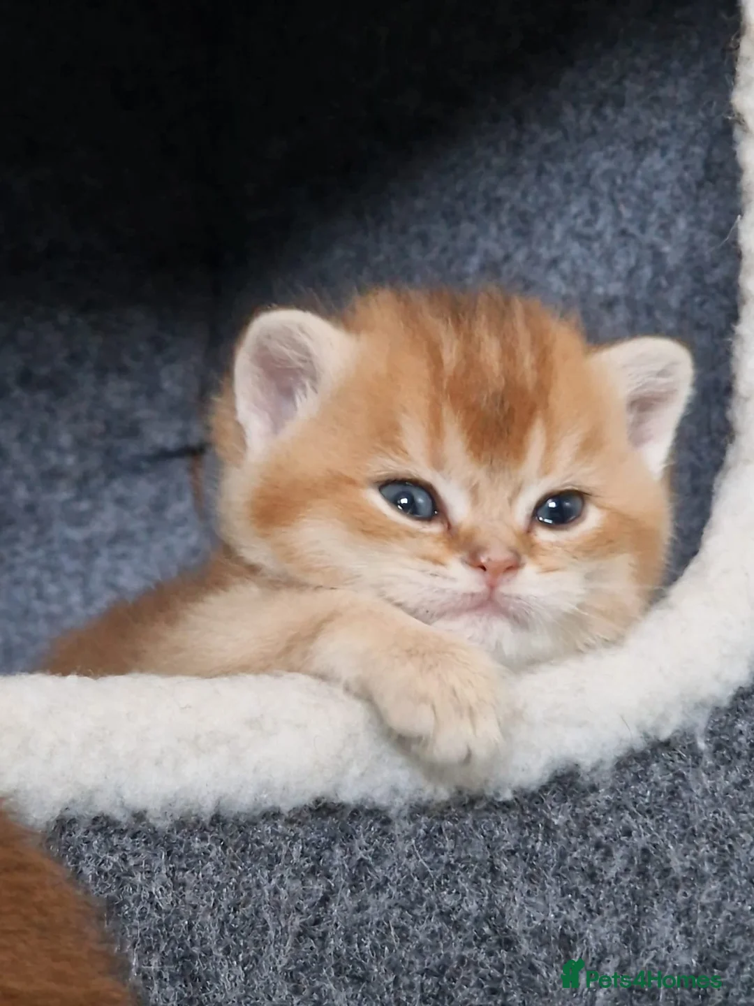 British Shorthair cats for stud: British shorthair Gold Ny12 in Nottingham - Advert 15