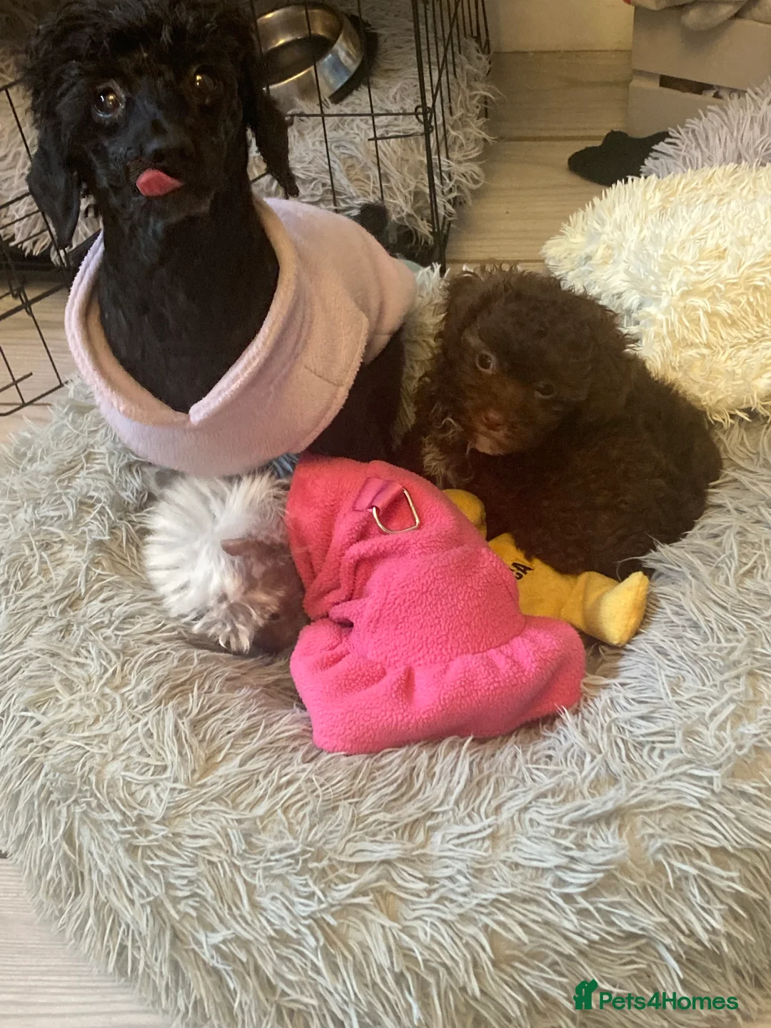 Toy Poodle dogs for sale: WAITING LIST Toy poodle waiting list  - Advert 10