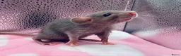 Rat rodents for sale: Pedigree Dumbo Rats in Russian Blue and Black - Advert 5