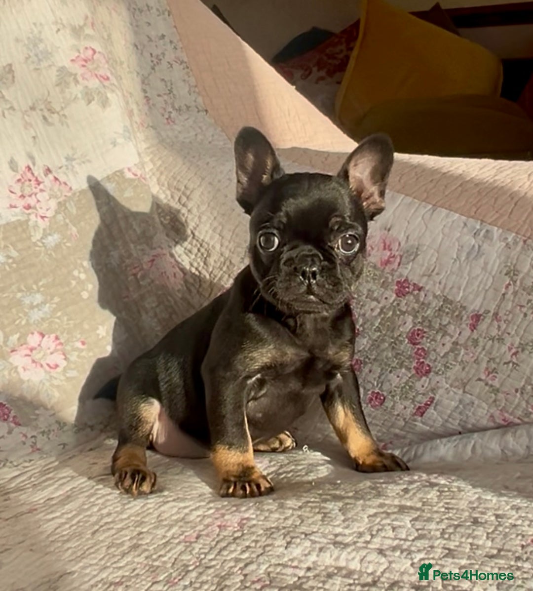 French Bulldog dogs for sale: Outstanding Frenchie Babies  - Advert 8