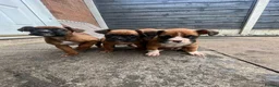 Boxer dogs for sale: Beautiful boxer puppies ❤️ - Advert 14