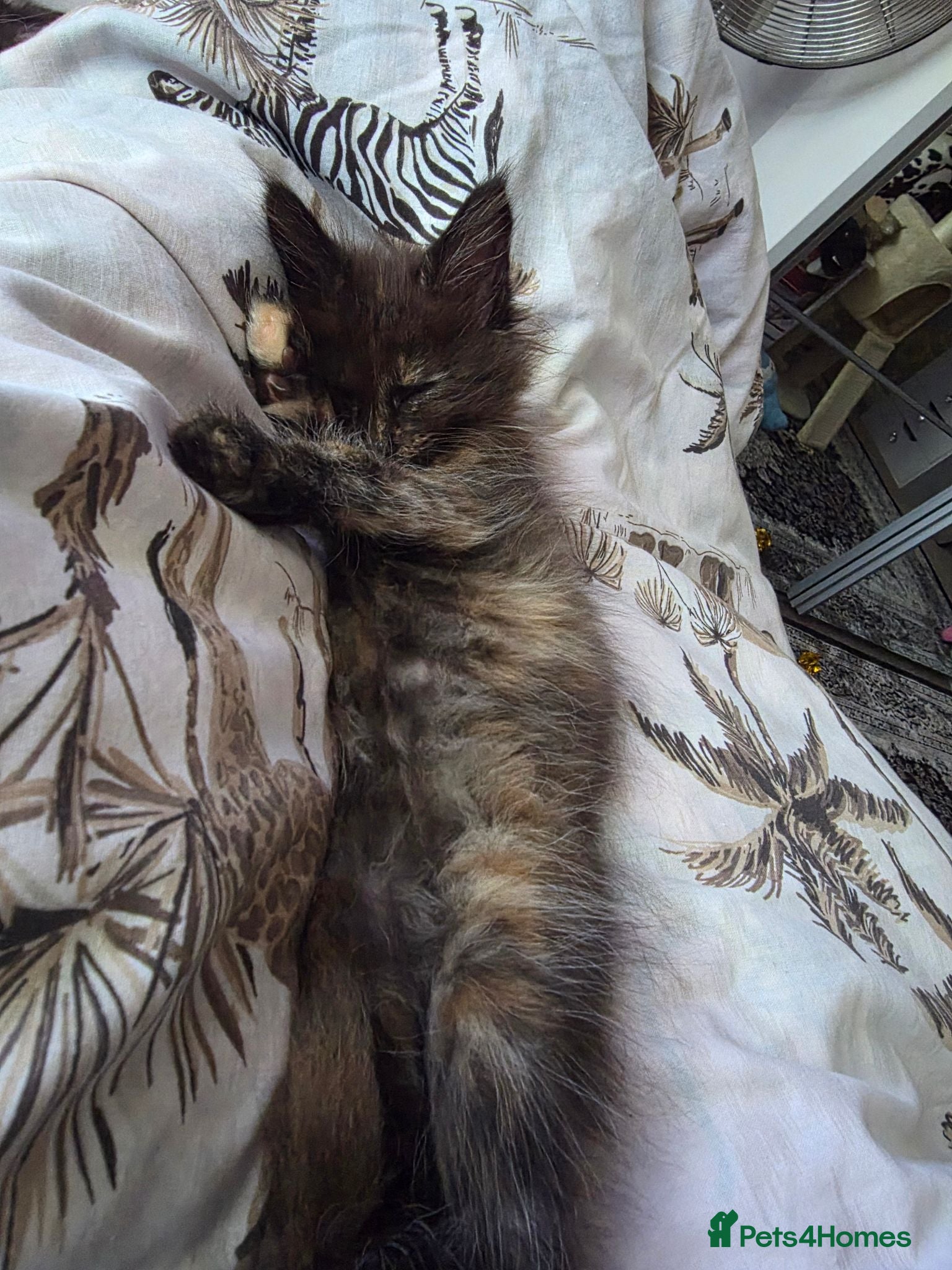 Maine Coon cats Google and you will not find another like her!!!! - Advert 8