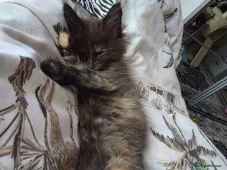 Maine Coon cats Google and you will not find another like her!!!! - Advert 8