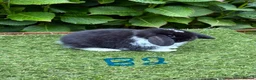 Mini Lop rabbits for sale: Pure bred mini lops baby rabbits. - Advert 7