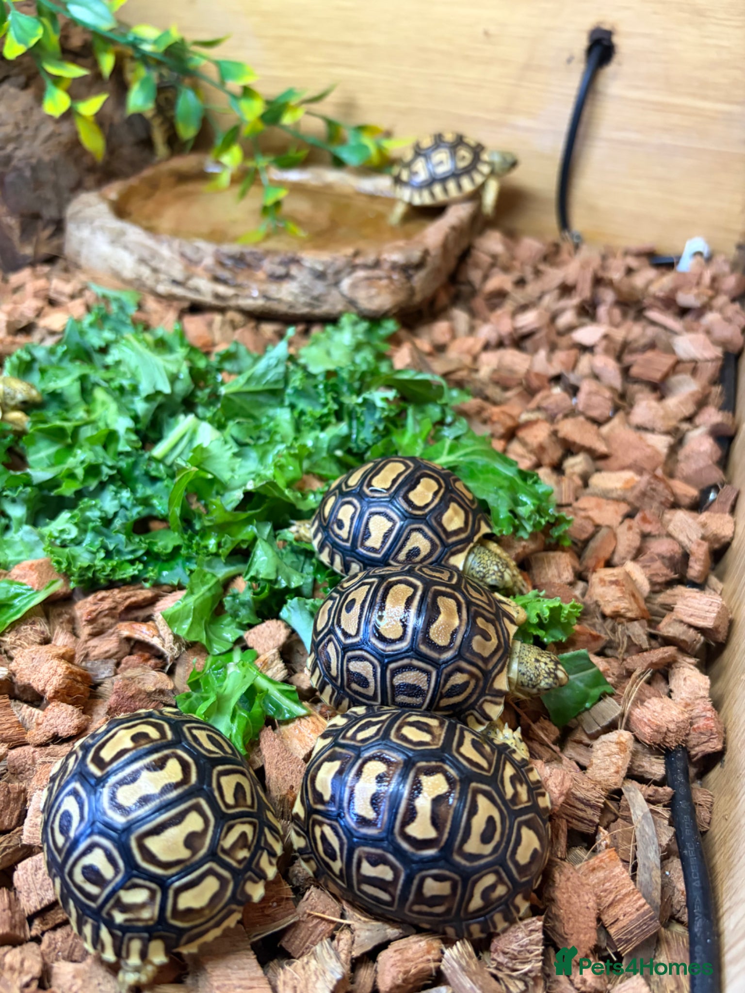 Tortoise reptiles for sale: Leopard Tortoise - Gorgeous Hatchlings  - Advert 16