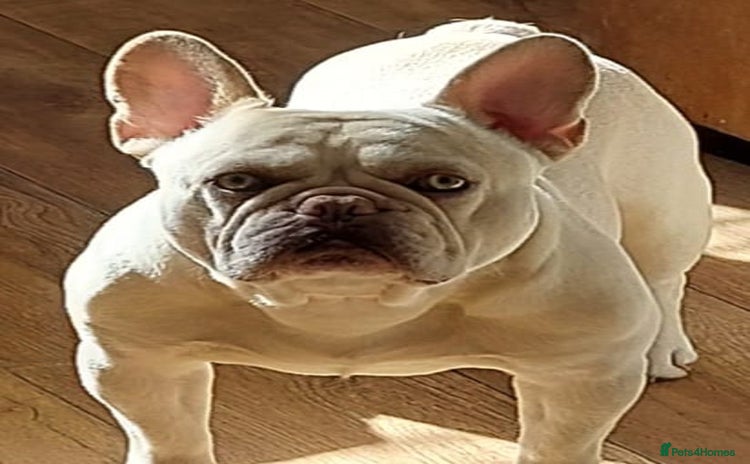 French Bulldog dogs - Advert 2