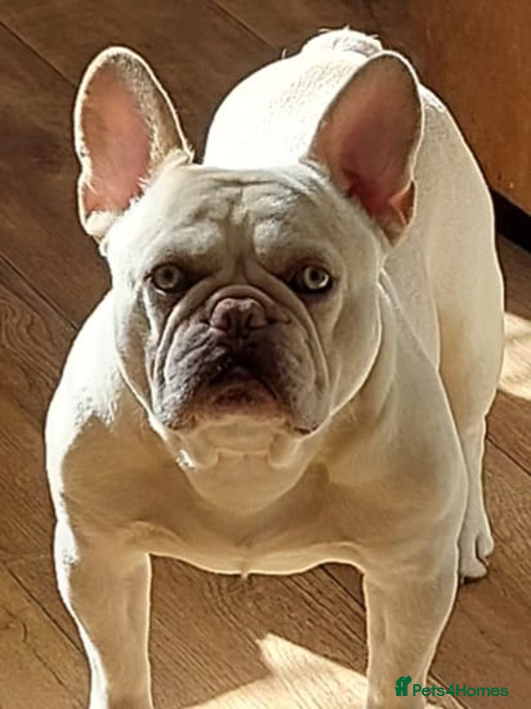 French Bulldog dogs for stud: 5 PANEL HEALTH CLEAR CHARLIE VERY WELL PROVEN! - Image 1