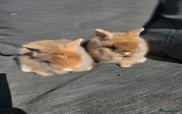 Lionhead rabbits for sale: Double Maned Lionhead babies - Image 1