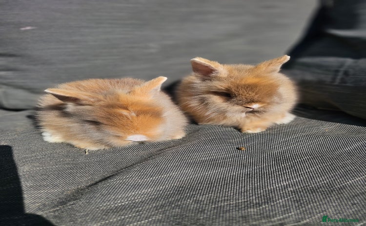Lionhead rabbits - Advert 1