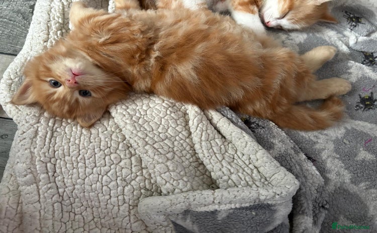 Mixed Breed cats - Advert 1