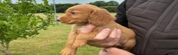 Cocker Spaniel dogs for sale: WORKING COCKER SPANIELS  - Advert 8