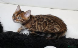 Bengal cats for sale: Beautiful Bengal kittens - Image 15