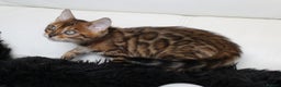 Bengal cats for sale: Beautiful Bengal kittens - Advert 20