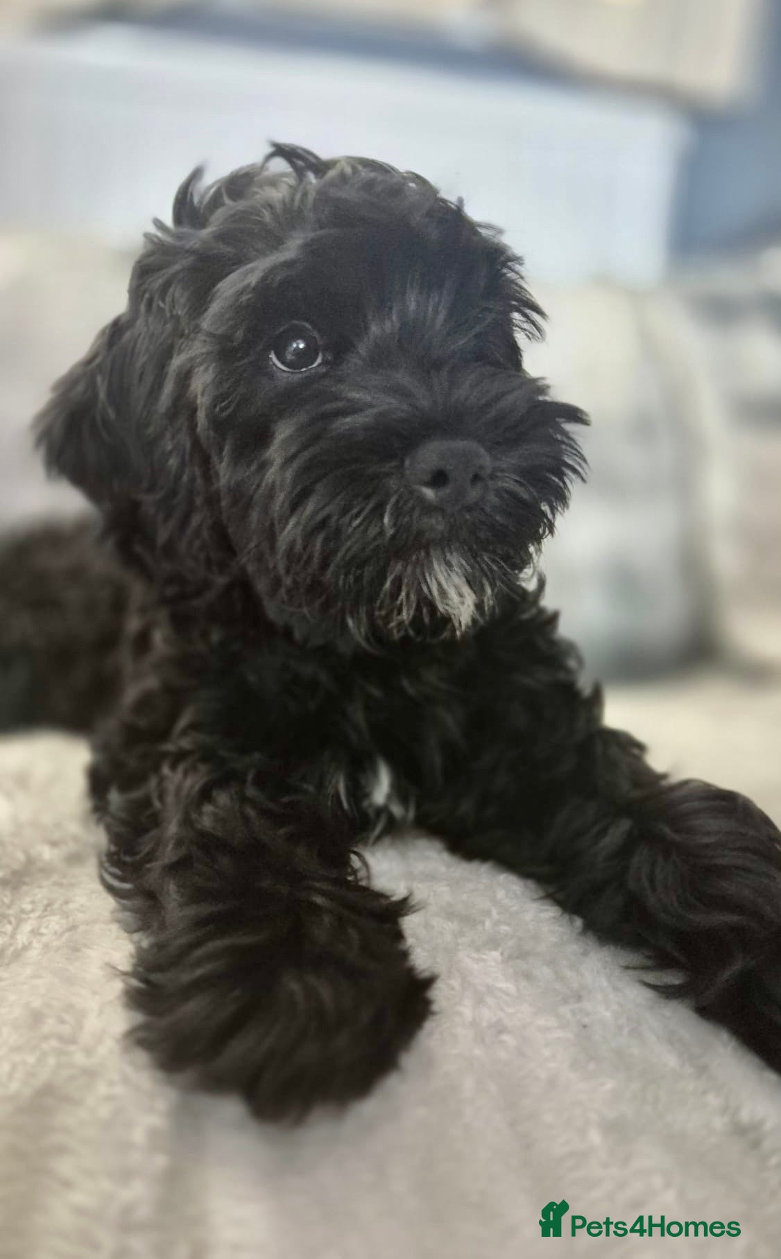 Cockapoo dogs One handsome boy ready for new home. - Advert 2