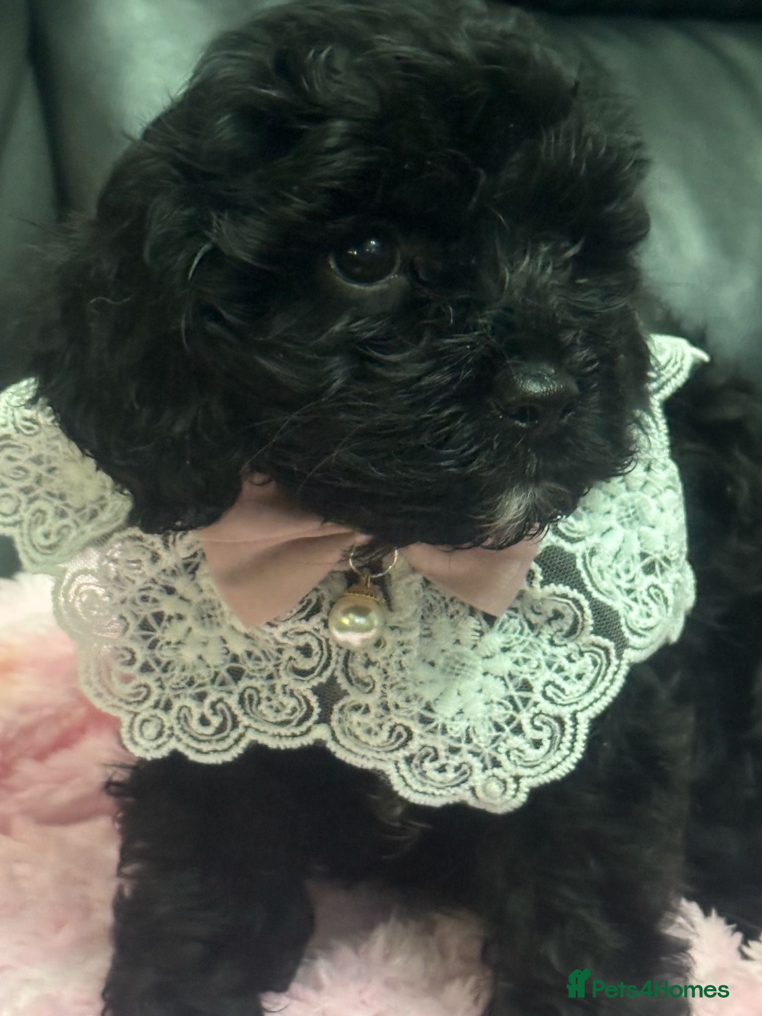 Cavapoo dogs F1 cavapoo babies  - Advert 1