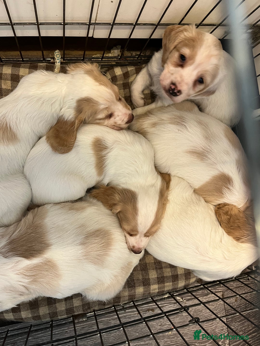 Cocker Spaniel dogs for sale: Working Cocker Spaniels - Image 4