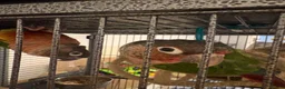 Conures birds for sale: Pineapple conure pair!! - Advert 12
