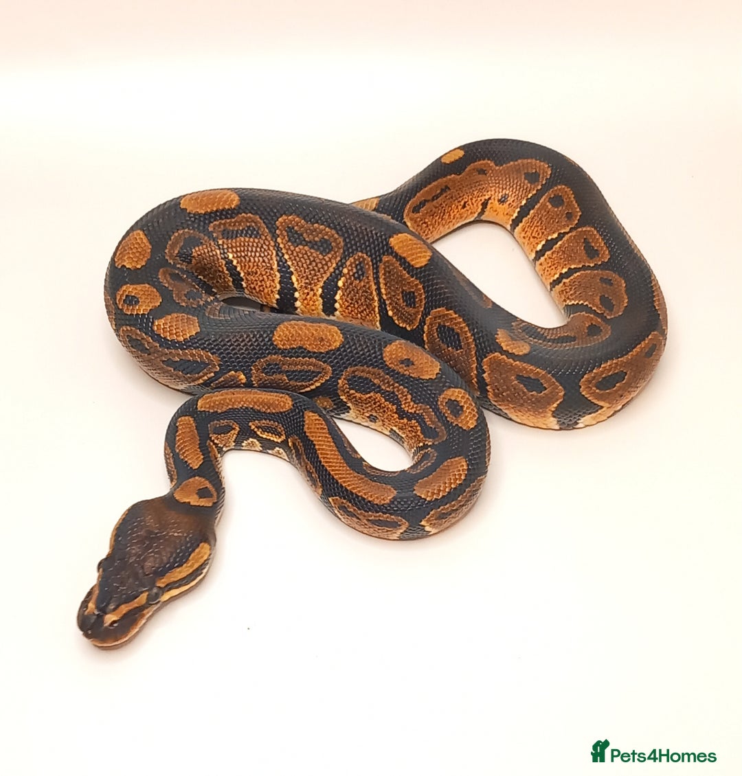 Python Snake reptiles for sale: Royal python 2025 male  - Image 5