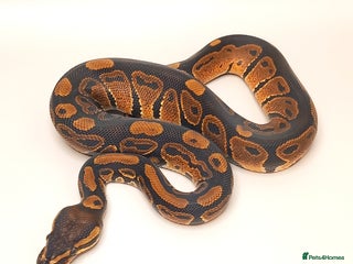 Python Snake reptiles Royal python 2025 male - Advert 13