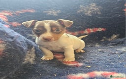 Jack Russell dogs for sale: Beautiful Jack Russell Puppies - Image 6