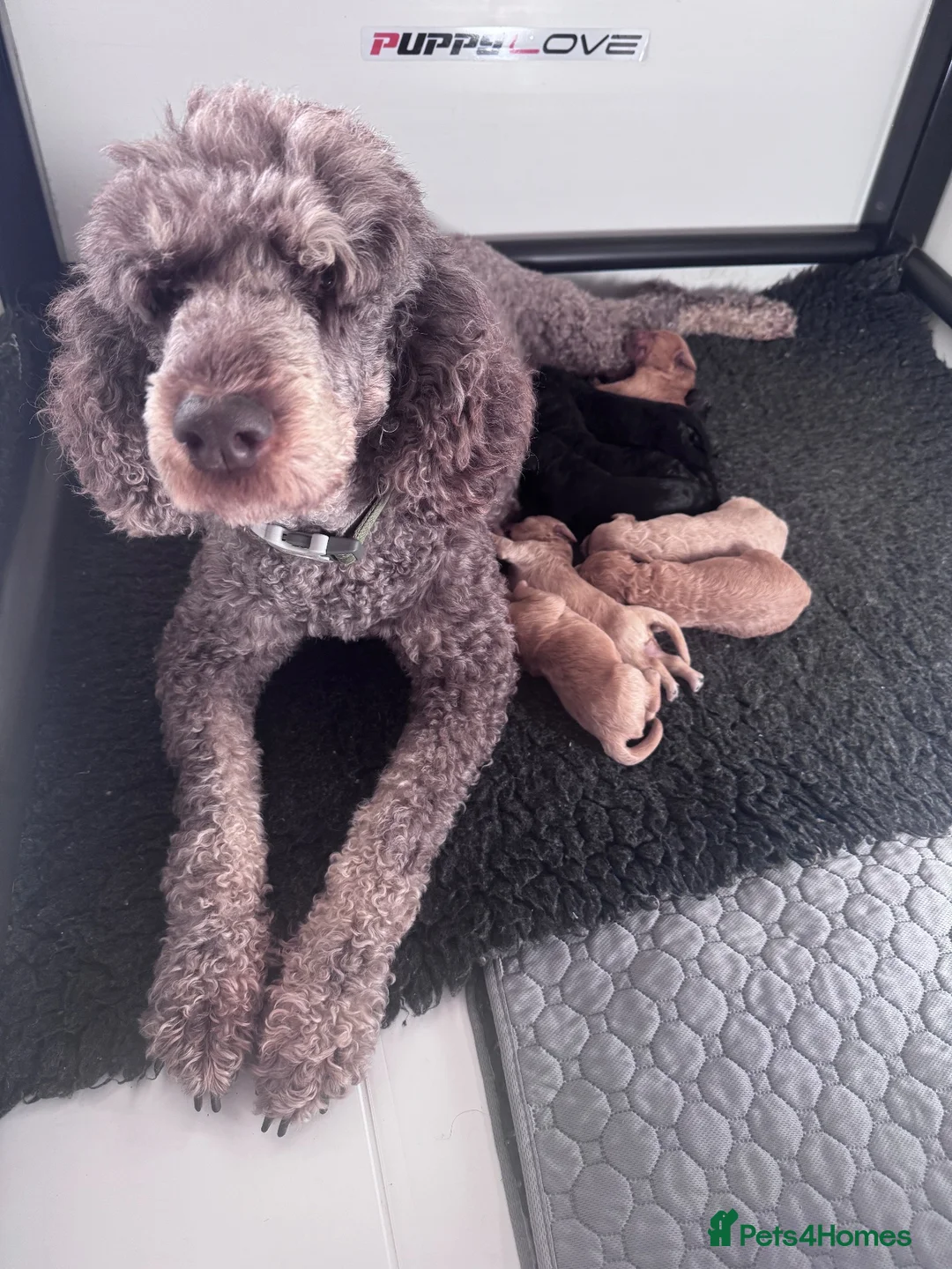 Mixed Breed dogs for sale: F1b medium Goldendoodle puppies - Advert 2