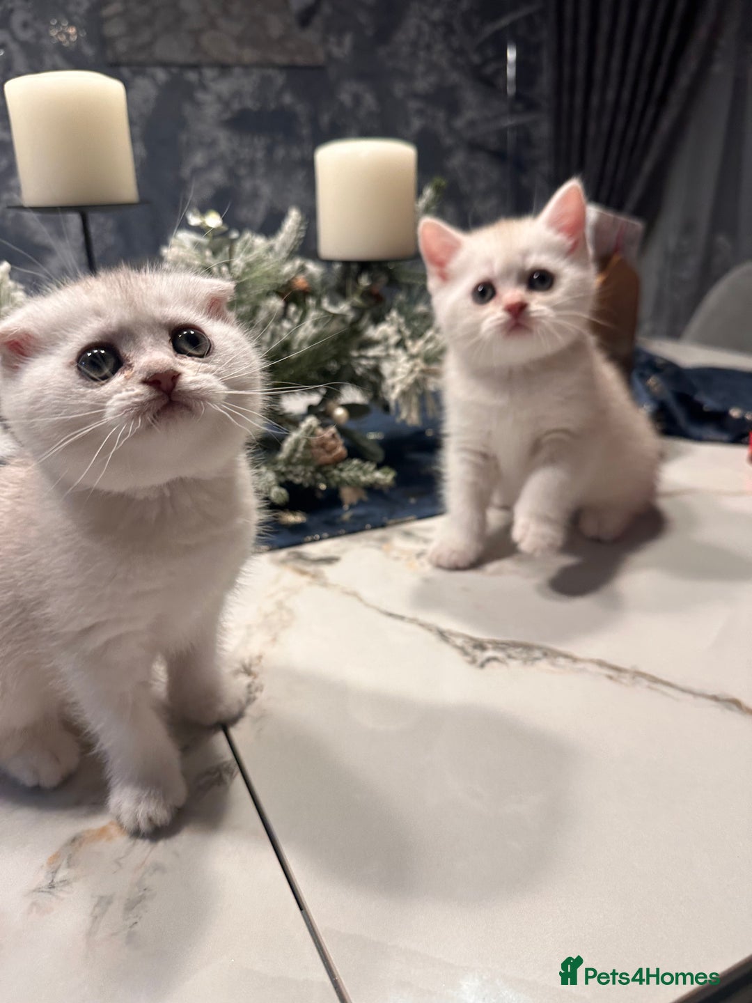 Scottish Fold cats for sale: Adorable Scottish Fold/Straight kittens  - Advert 5