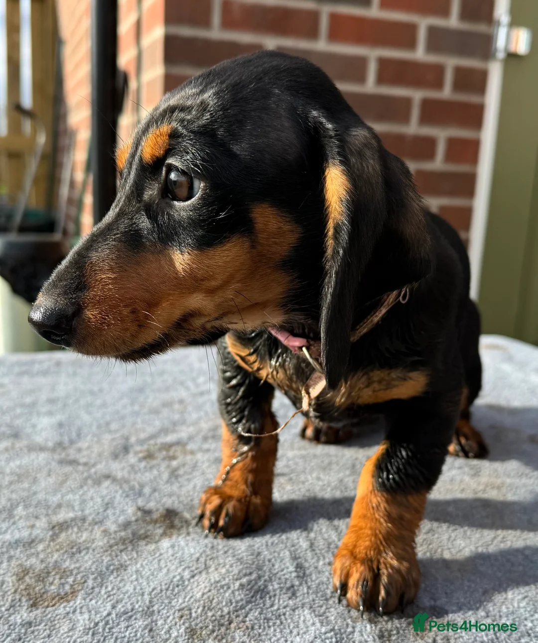 Dachshund dogs for sale: Dachshund puppies standard, wired-haired & smooth - Advert 19