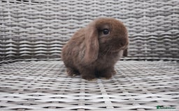 Mini Lop rabbits for sale: Now reserved  - Image 5