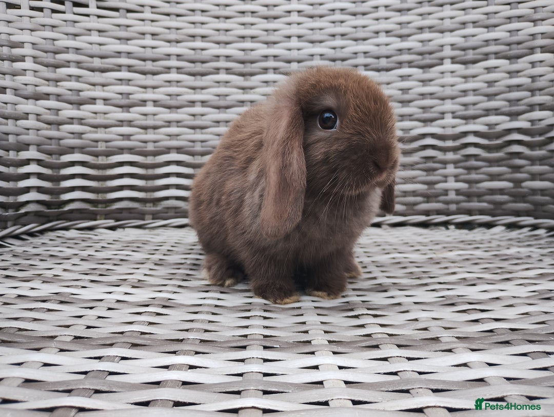 Mini Lop rabbits for sale: Now reserved  - Image 5
