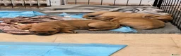 Staffordshire Bull Terrier dogs for sale: 1 lovely girl left-Red Staffordshire Bull Terrier  - Advert 3