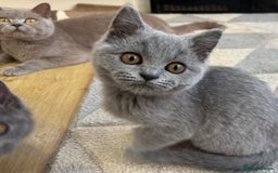 British Longhair cats for sale: 5 stunning British blues  - Image 14