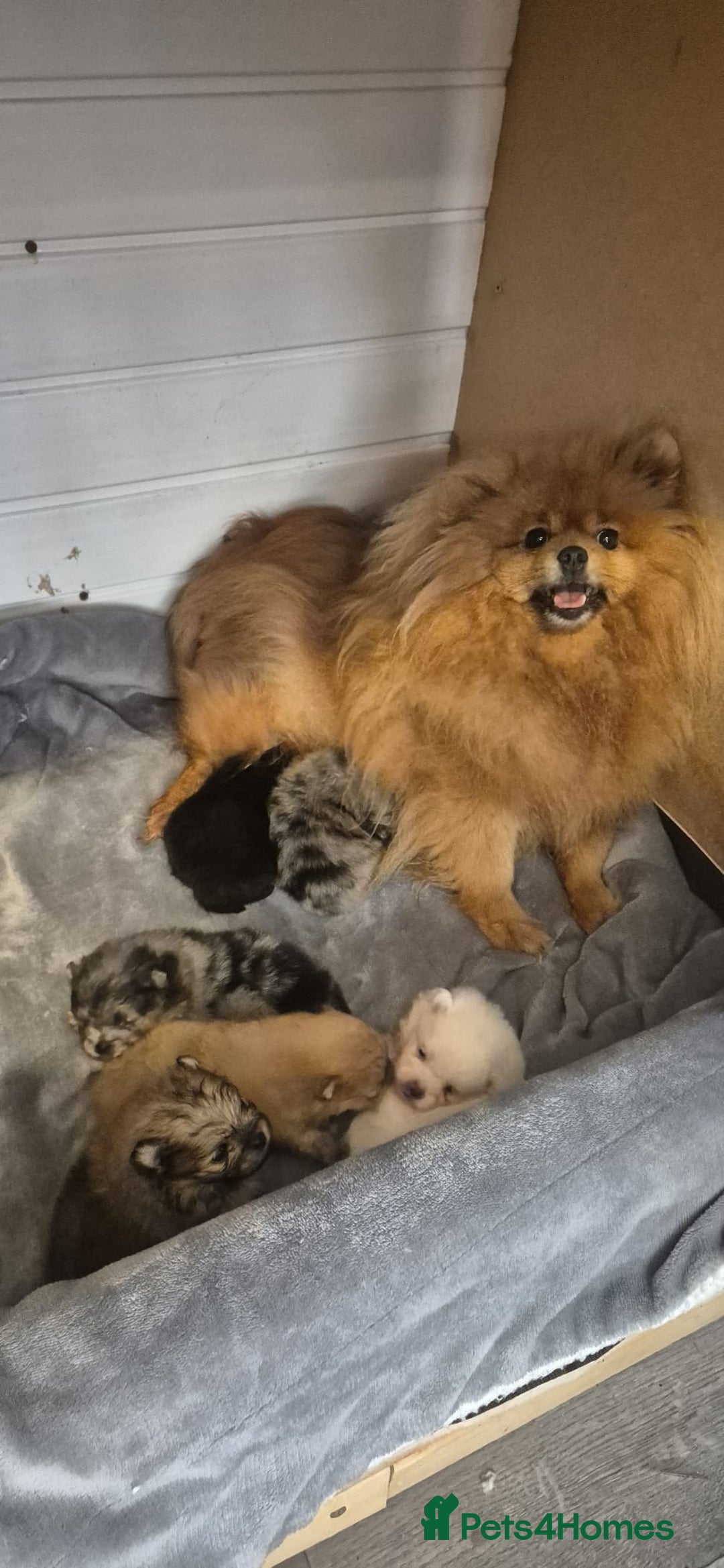 Pomeranian dogs for sale: Pomeranian teddy face xs size  - Image 16
