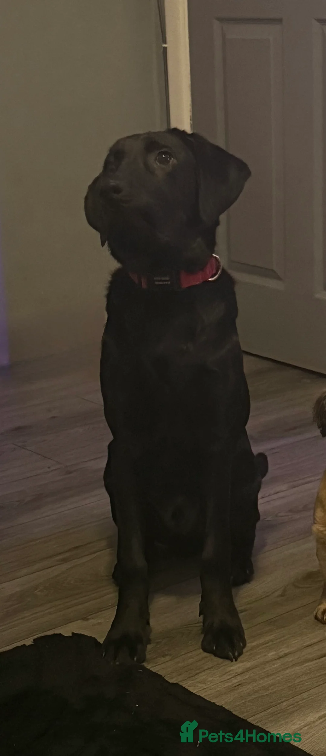 Labrador Retriever dogs for sale: Gorgeous male Labrador retriever - Advert 1