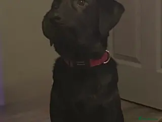 Labrador Retriever dogs Gorgeous male Labrador retriever - Advert 2