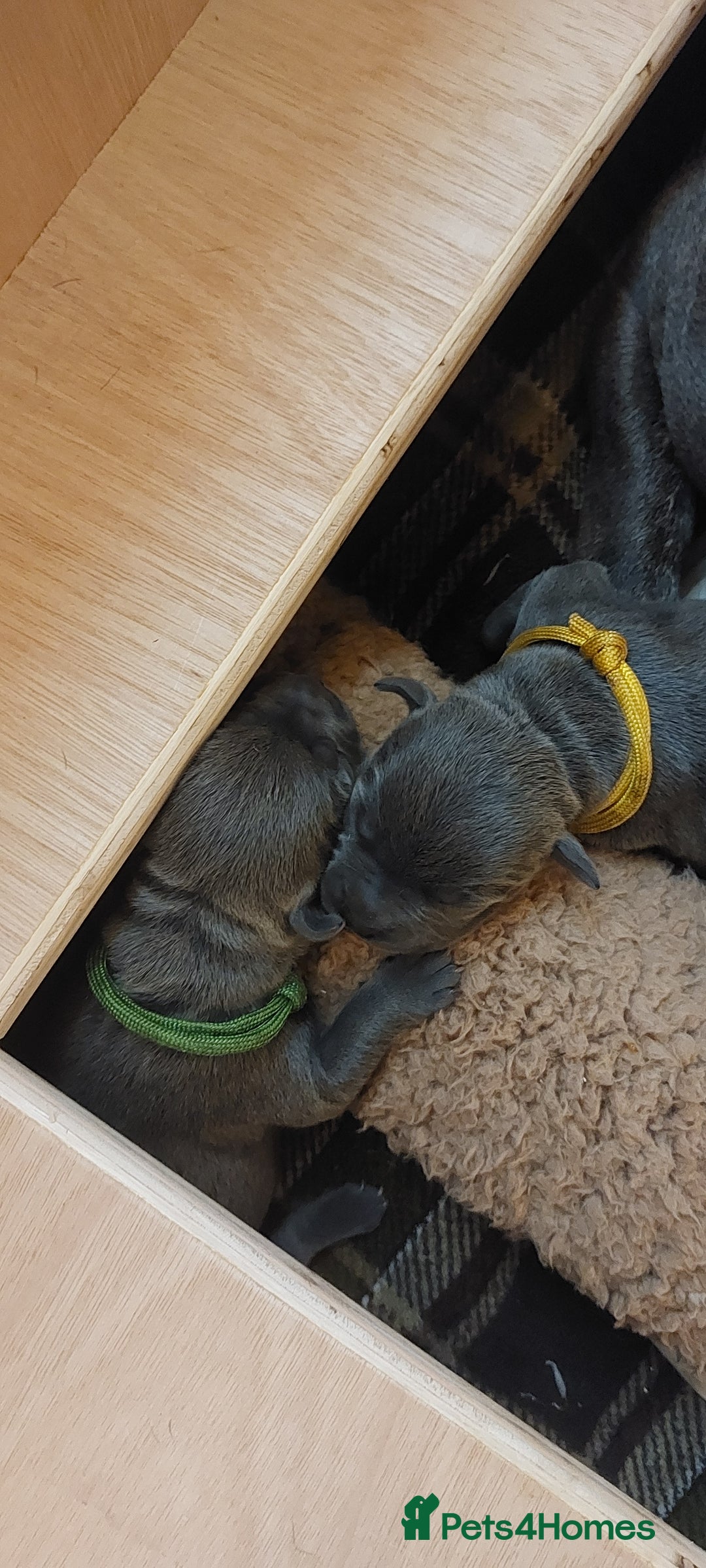 Staffordshire Bull Terrier dogs for sale: 💙KC Staffordshire Bull Terrier puppies 💙 - Image 3