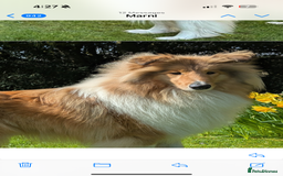 Rough Collie dogs for sale: Marnie the Rough Collie - Advert 1