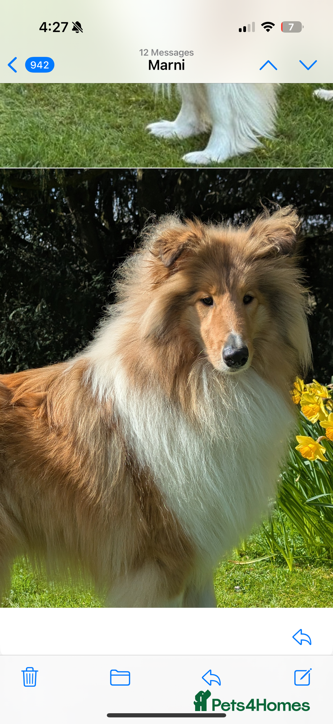 Rough Collie dogs for sale: Marnie the Rough Collie - Advert 1