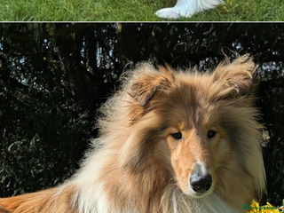 Rough Collie dogs for sale: Marnie the Rough Collie - Advert 1