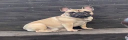 French Bulldog dogs for stud: Logie pedigree French bulldog  - Advert 11