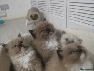 Ragdoll cats Stunning TICA Ragdoll Kittens Mink Sepia Cherubim - Advert 14