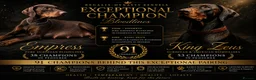 Dobermann dogs for sale: KC Registered Doberman | 91 Champions in Parents - Advert 5