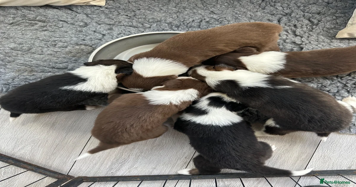border-collie-border-collie-puppies-for-sale-pets4homes