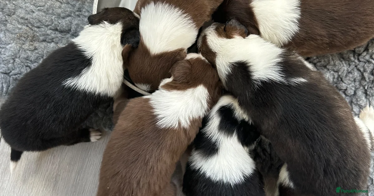 Border Collie Border Collie Puppies For Sale Pets4Homes border-collie-border-collie-puppies-for-sale-pets4homes