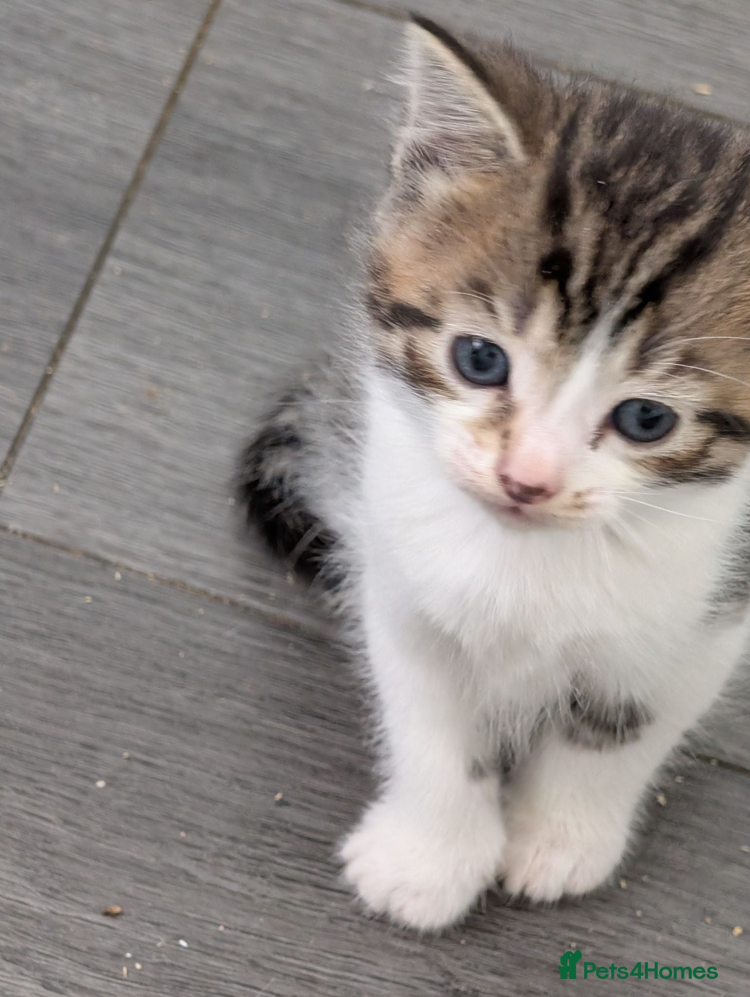 Mixed Breed cats Kittens  - Advert 5